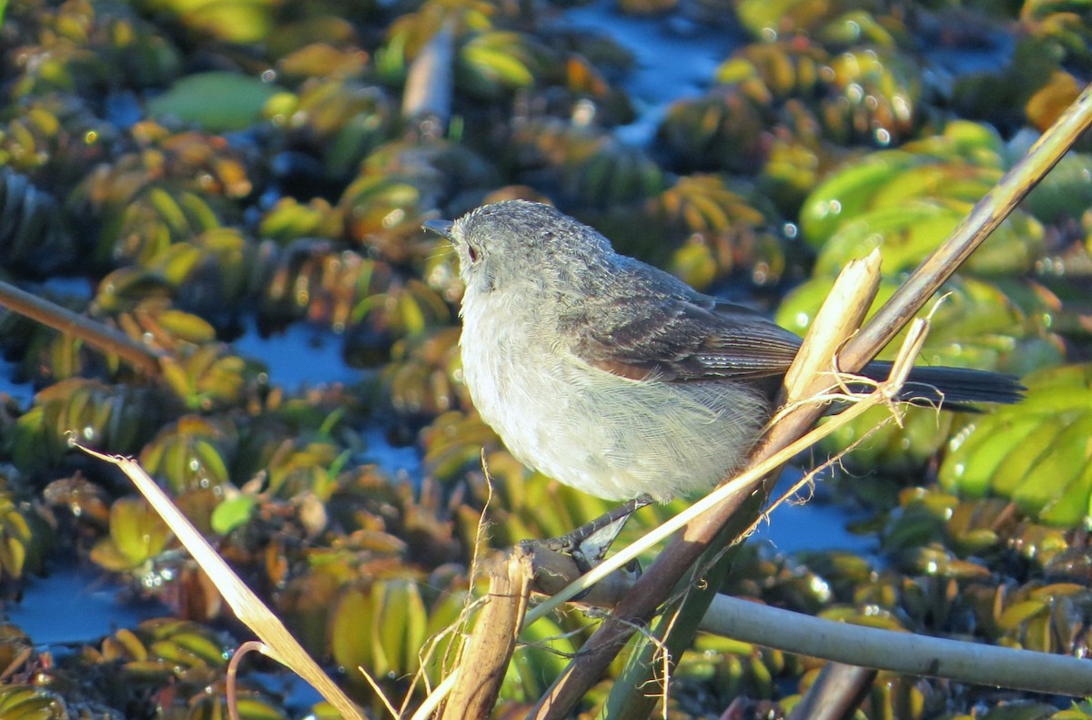 Sooty Tyrannulet - ML646621012