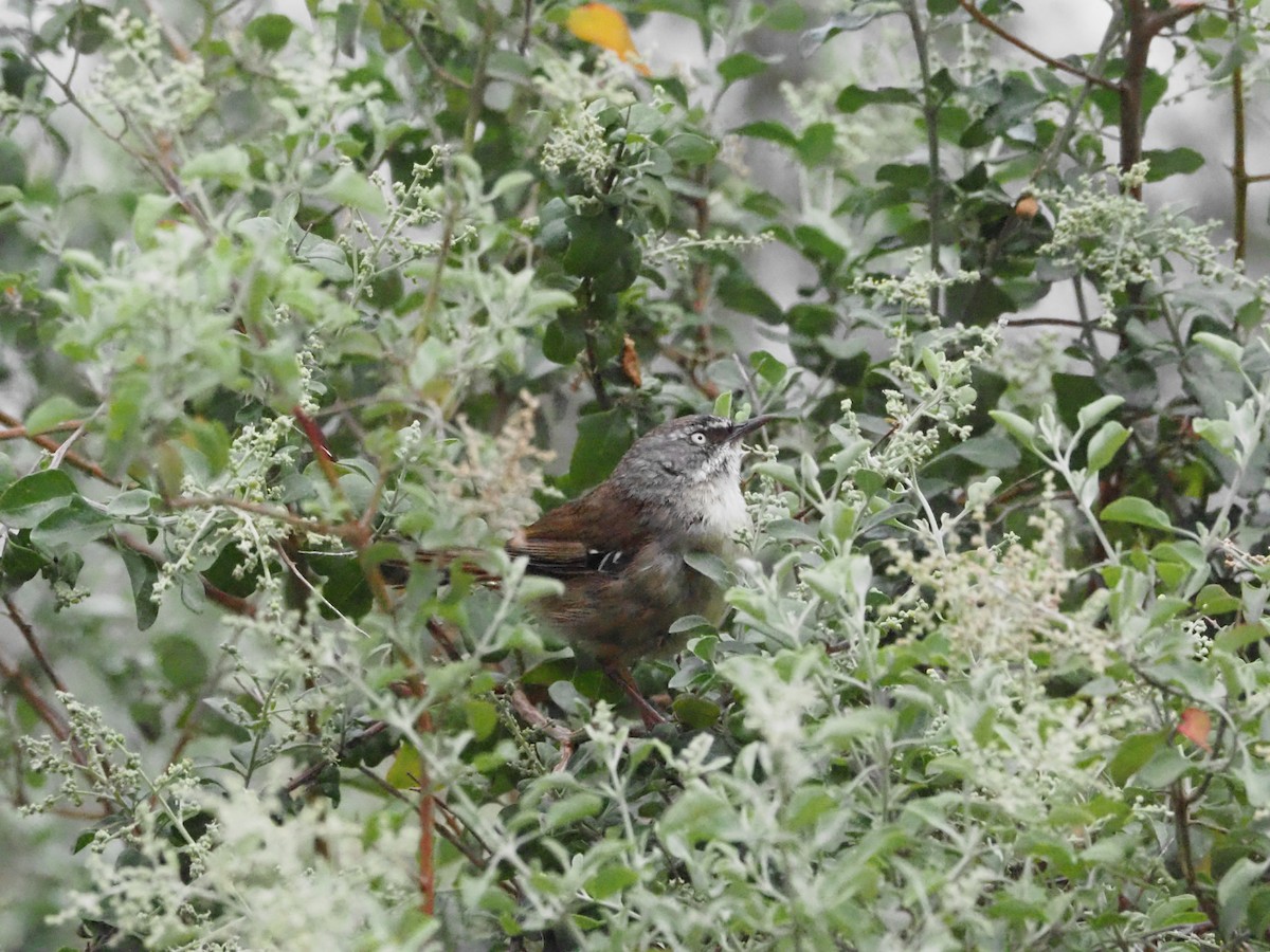 White-browed Scrubwren - ML646621013
