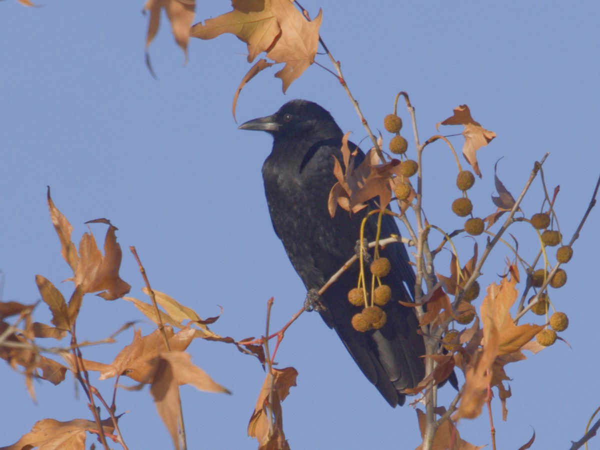 Cuervo Americano - ML646621014