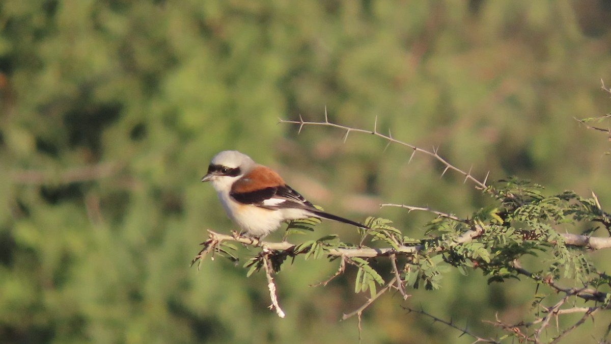 Bay-backed Shrike - ML646621015