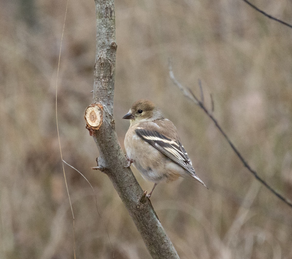 American Goldfinch - ML646621016