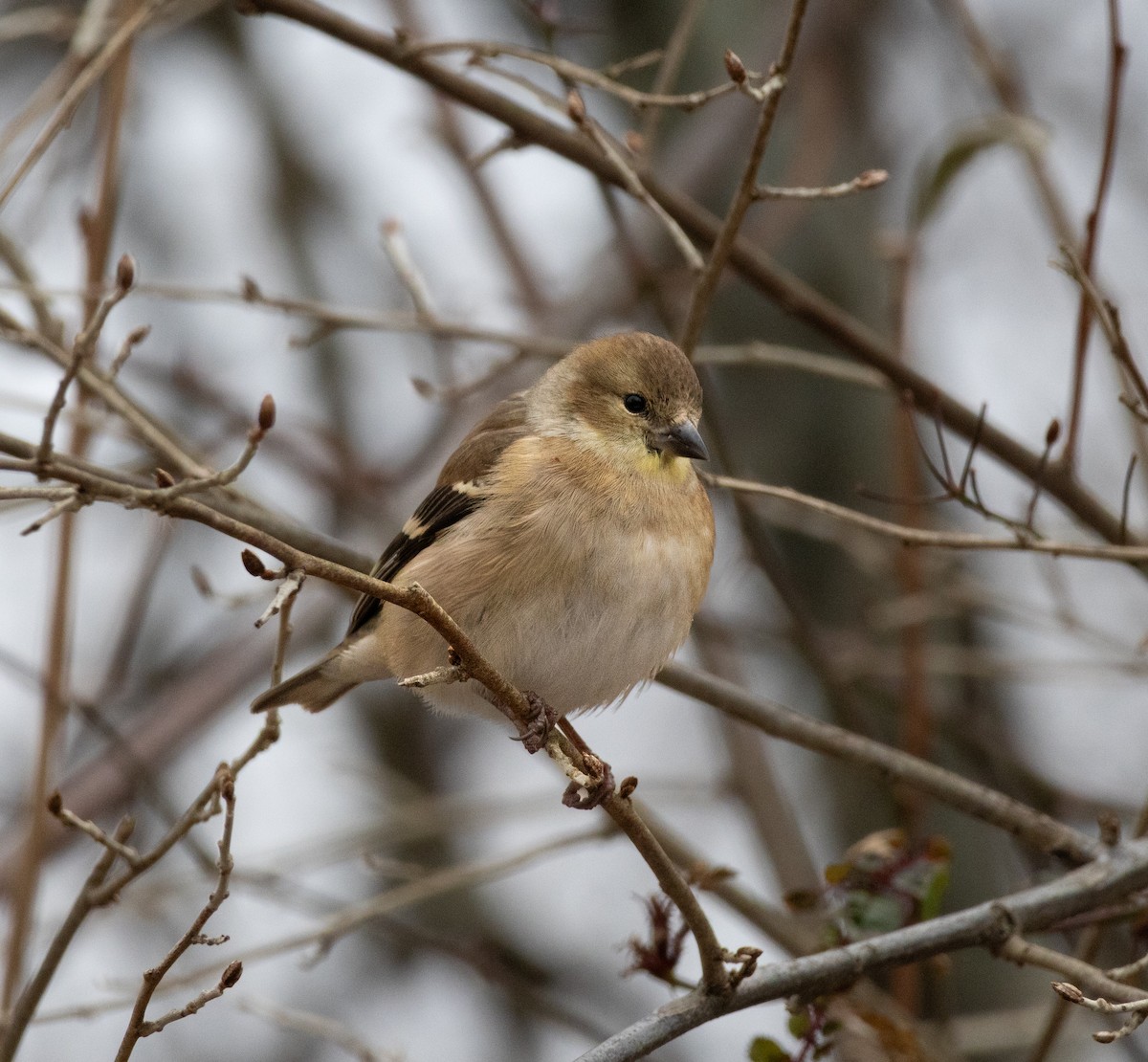 American Goldfinch - ML646621017