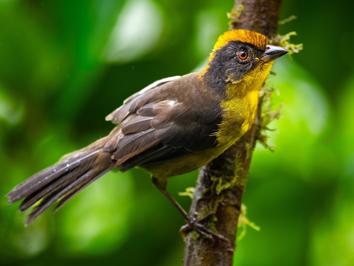 Choco Brushfinch - ML646621018