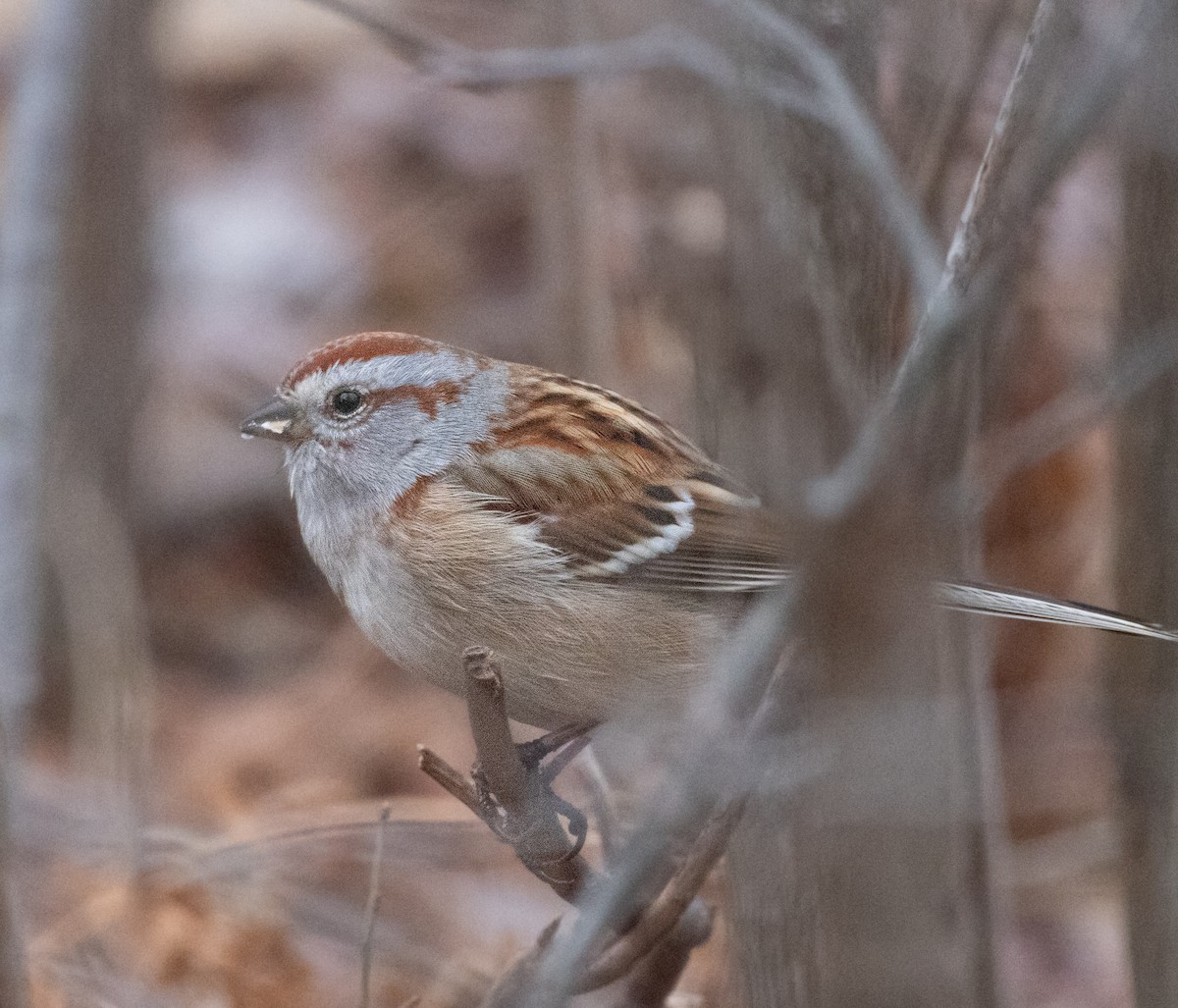 American Tree Sparrow - ML646621027