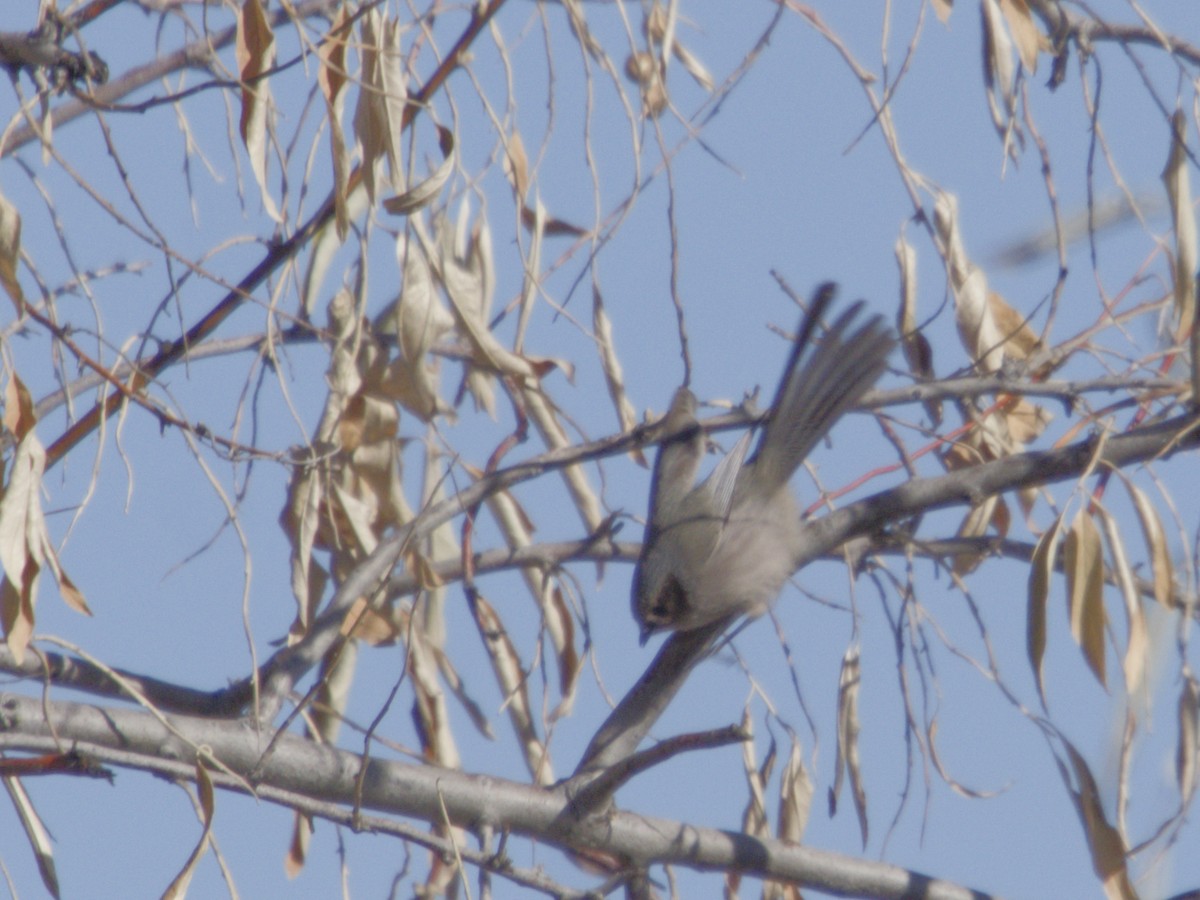 Mito Sastrecillo - ML646621028