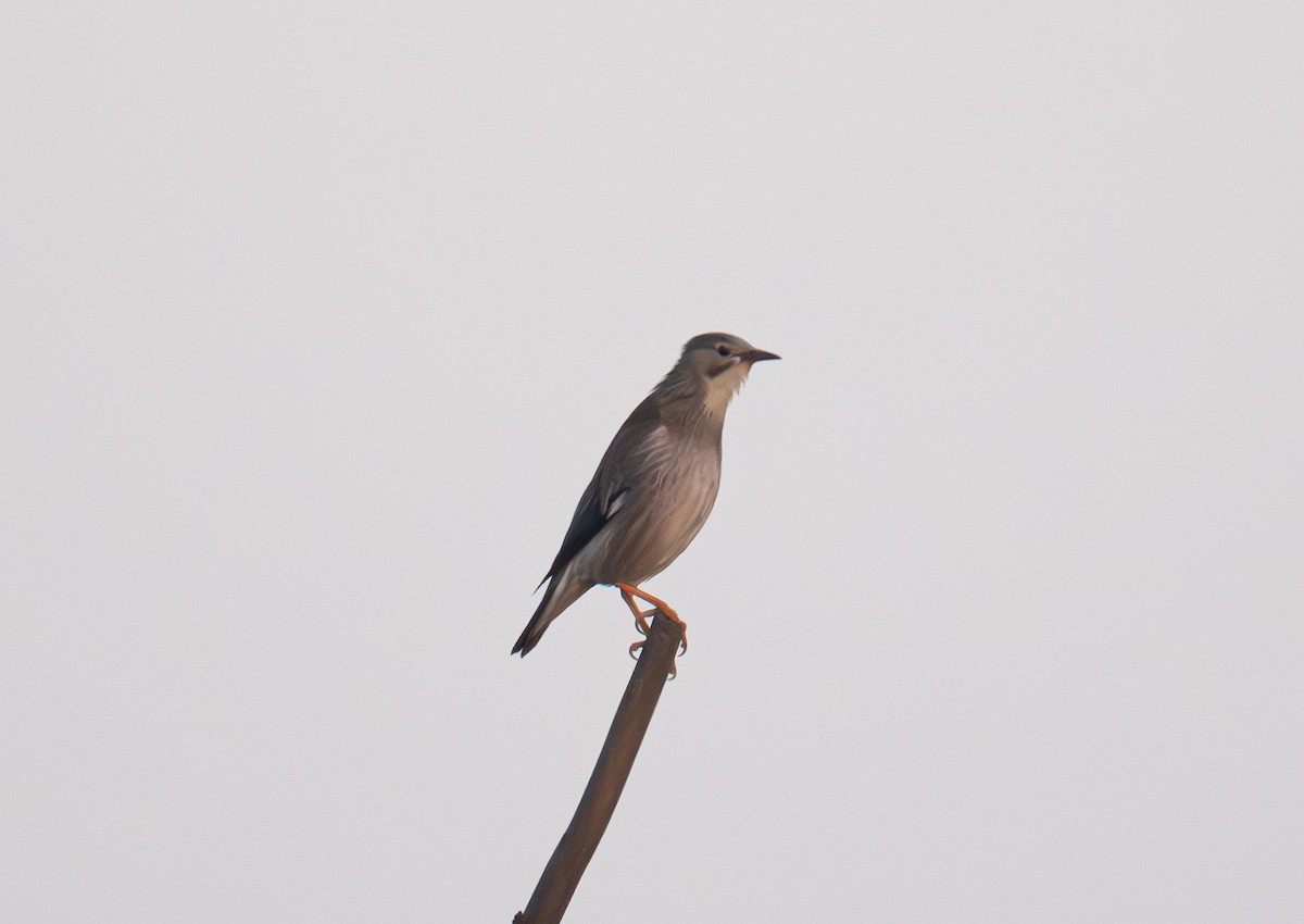 Red-billed Starling - ML646621029