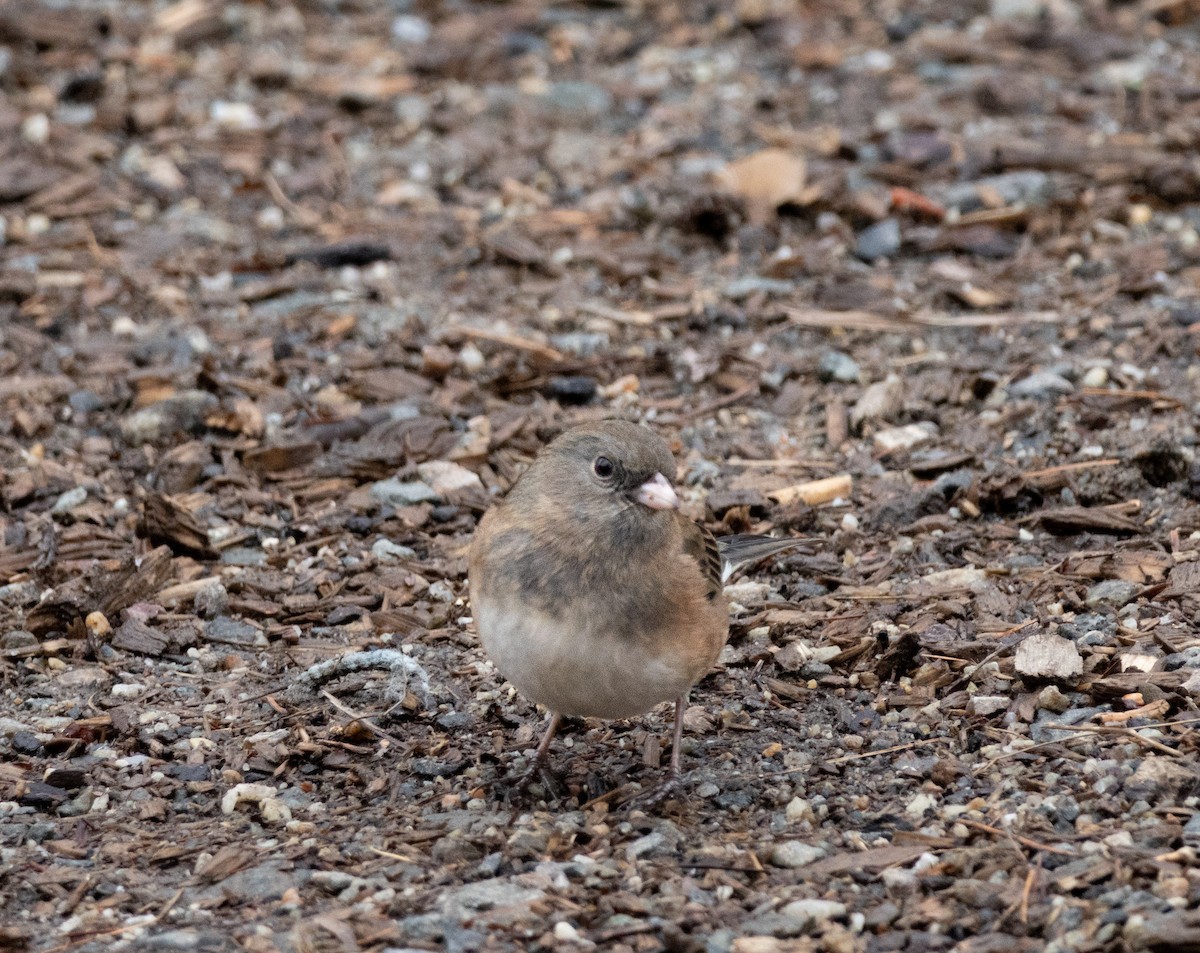 strnadec zimní (ssp. hyemalis/carolinensis) - ML646621030