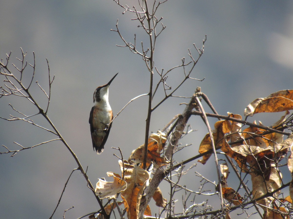 Ak Göbekli Ormanyıldızı - ML646621031