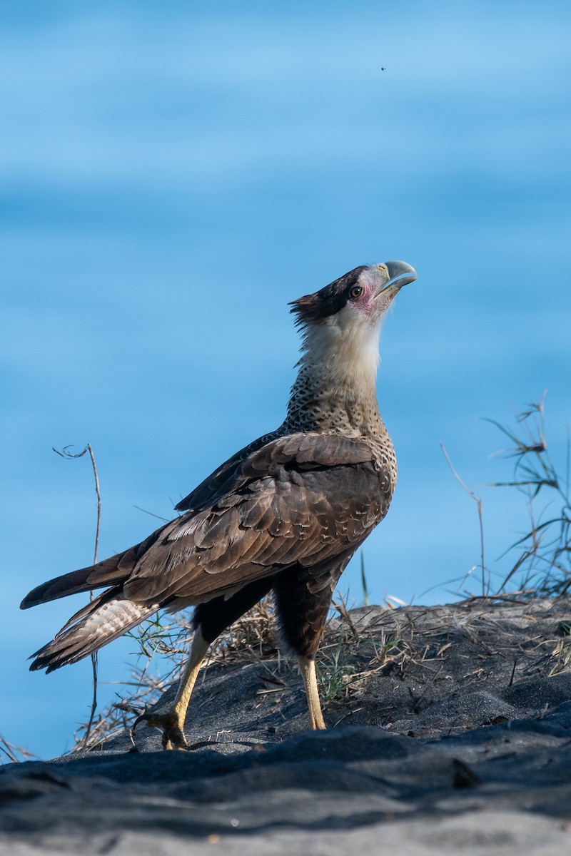 Crested Caracara - ML646621032
