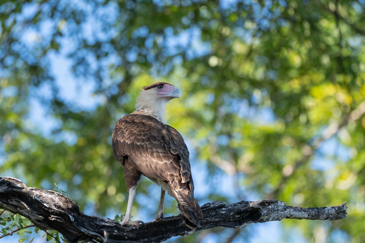 Crested Caracara - ML646621033