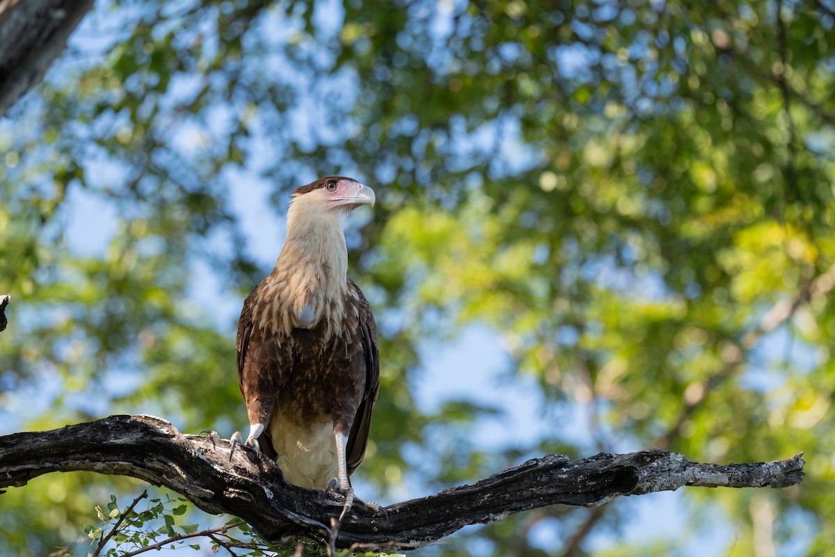 Crested Caracara - ML646621034