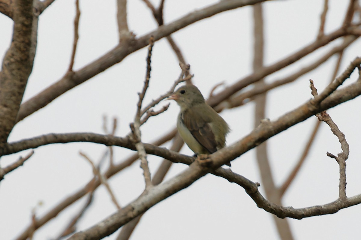 Pale-billed Flowerpecker - ML646621035