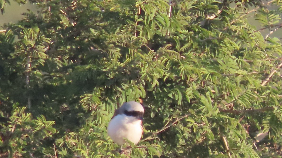 Antzandobi isats-luzea - ML646621036