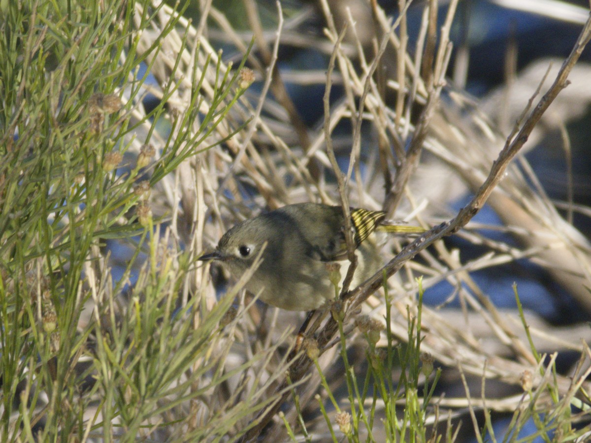 Reyezuelo Rubí - ML646621037