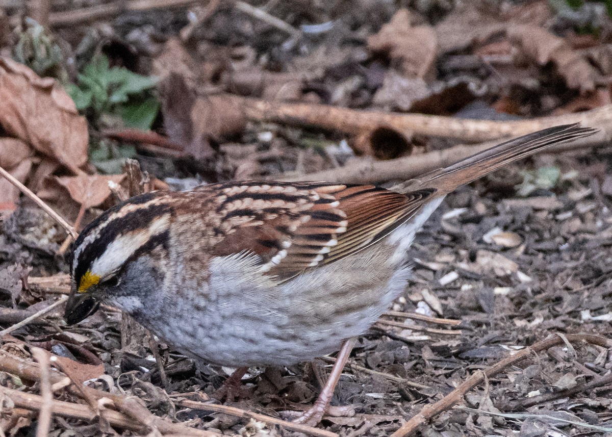 White-throated Sparrow - ML646621038