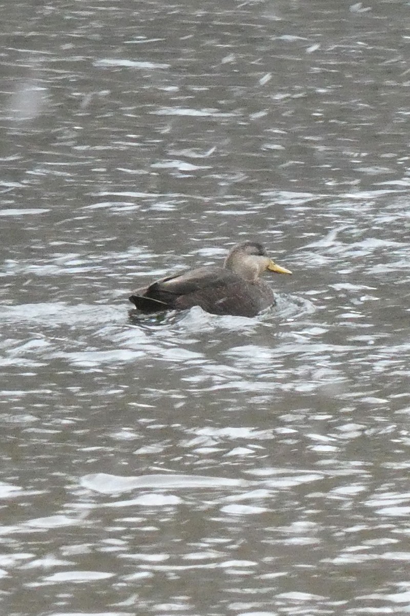 Ánade Sombrío - ML646621039