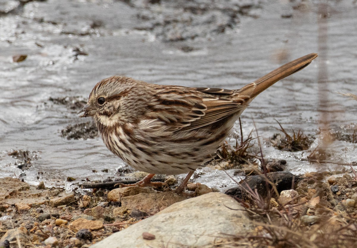 Song Sparrow - ML646621040