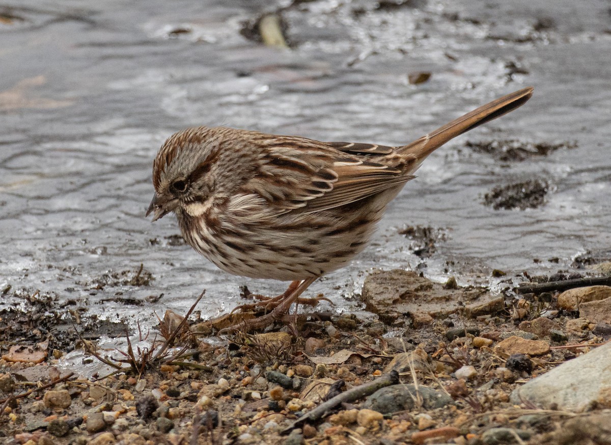 Song Sparrow - ML646621041