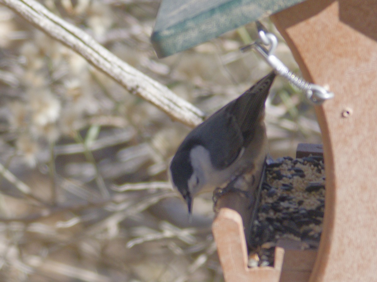 Weißbrustkleiber - ML646621042