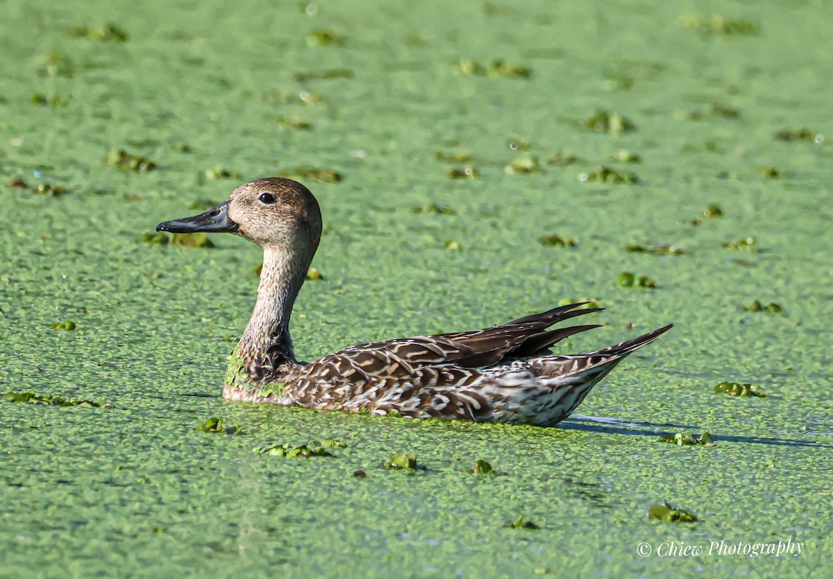 stjertand - ML646621043