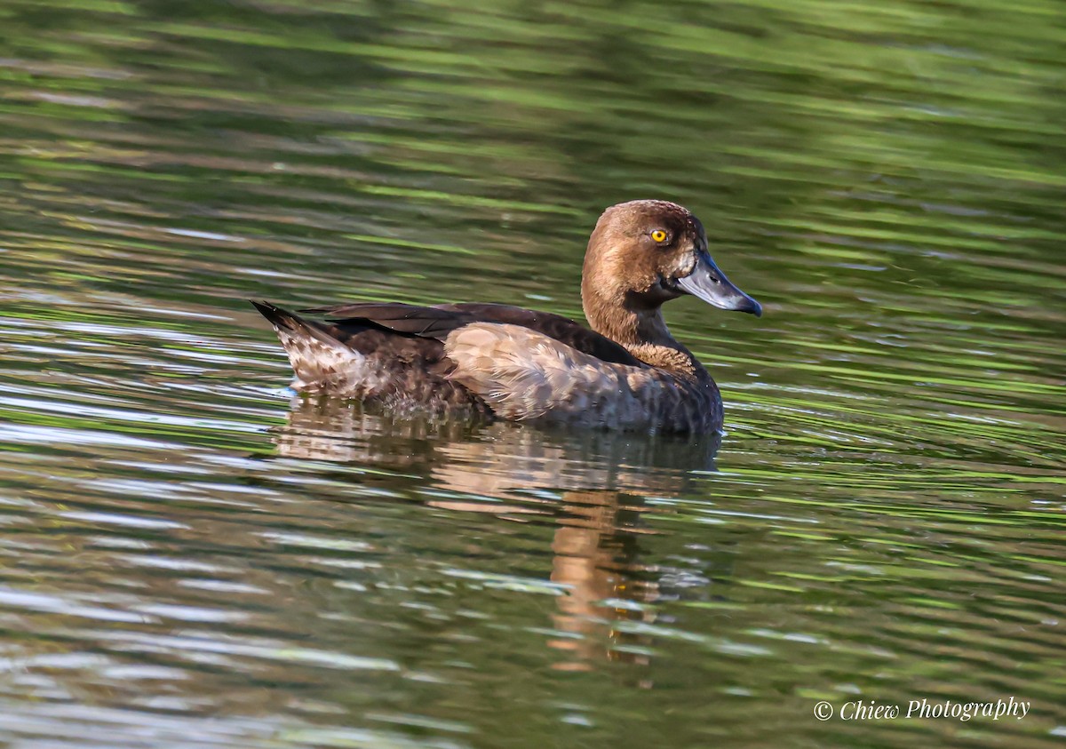 キンクロハジロ - ML646621047
