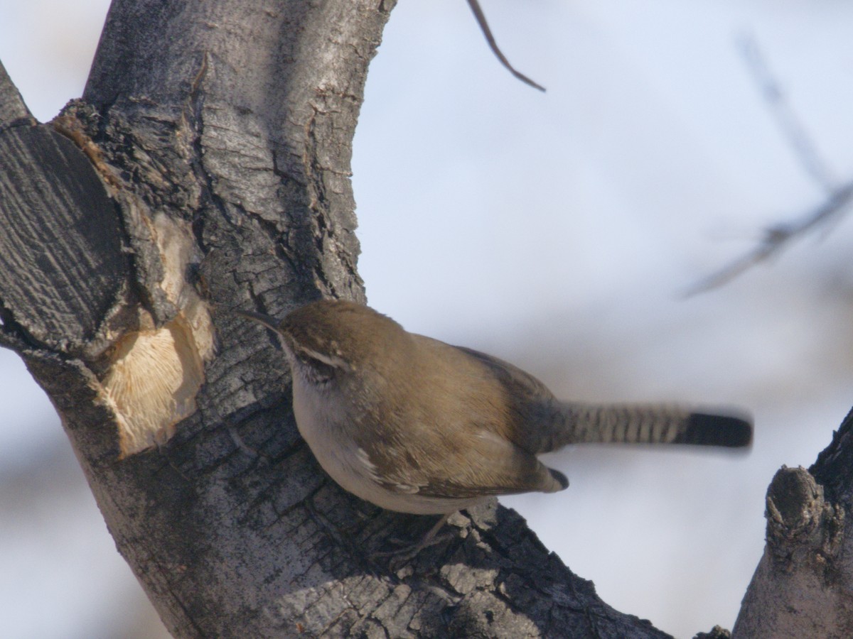 Cucarachero Colinegro - ML646621048