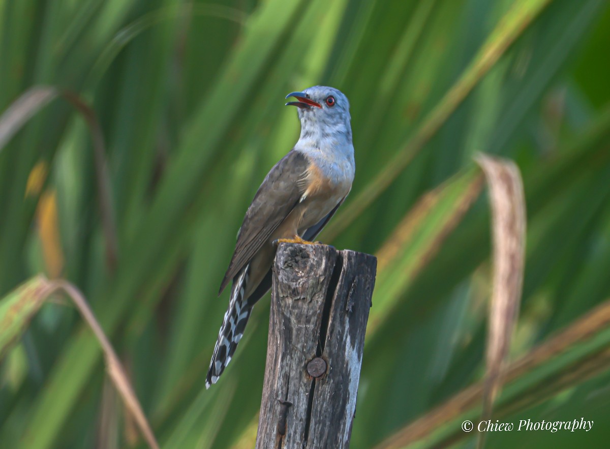 ヒメカッコウ - ML646621050