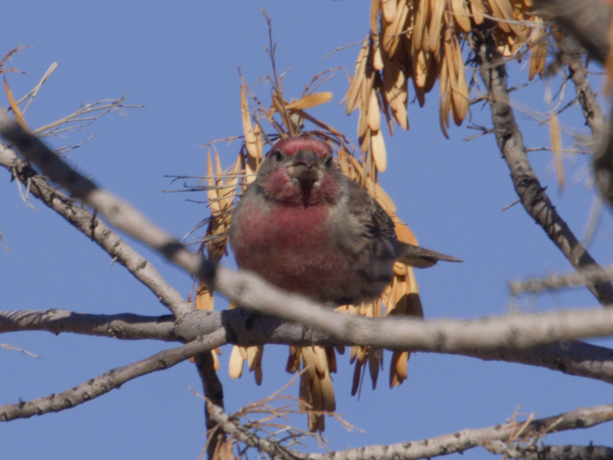 Camachuelo Mexicano - ML646621053