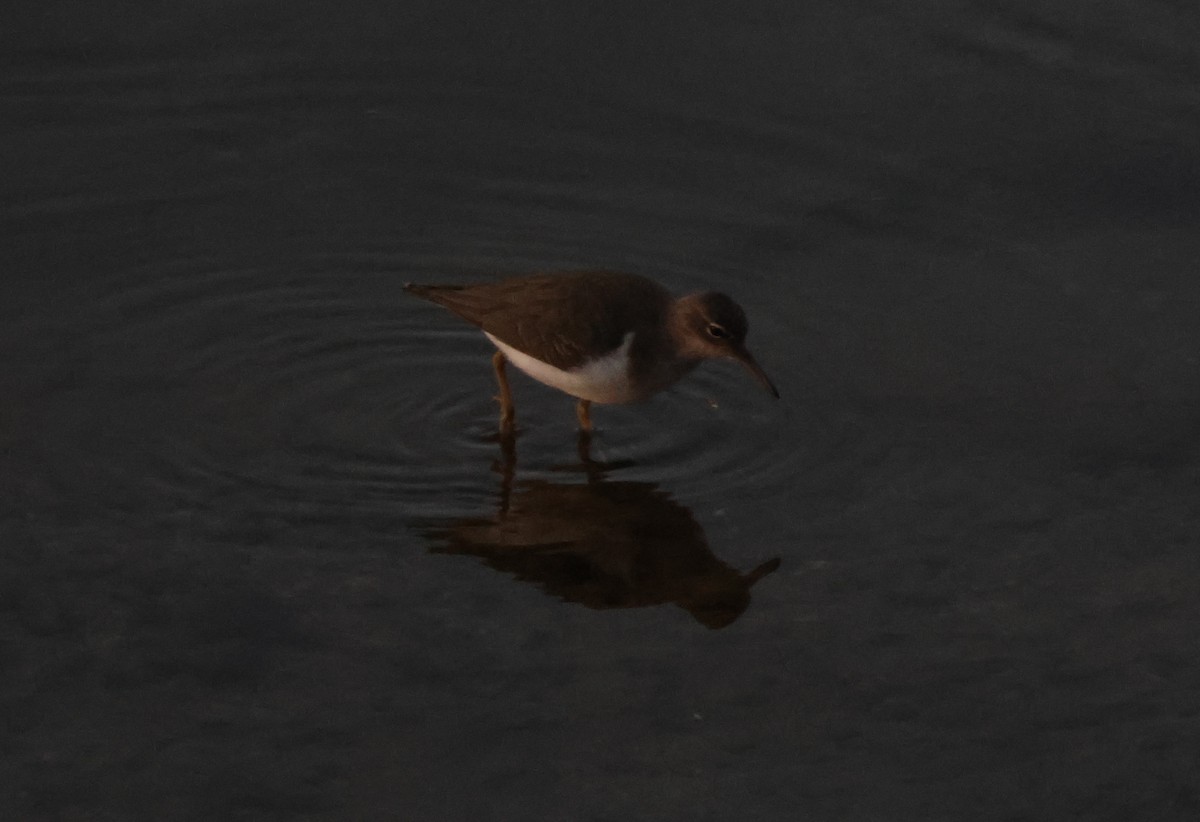 Benekli Düdükçün - ML646621054