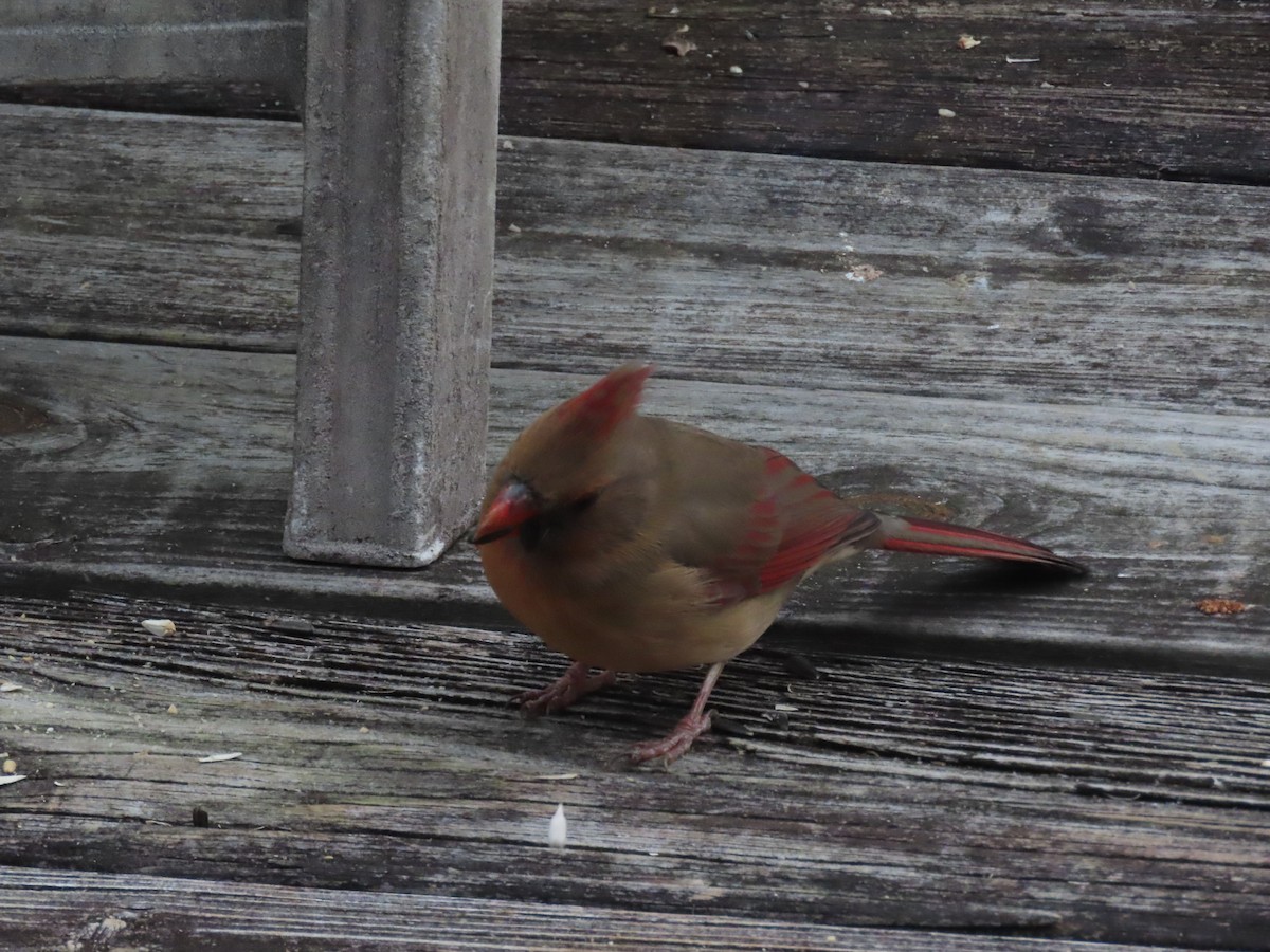 Cardenal Norteño - ML646621055