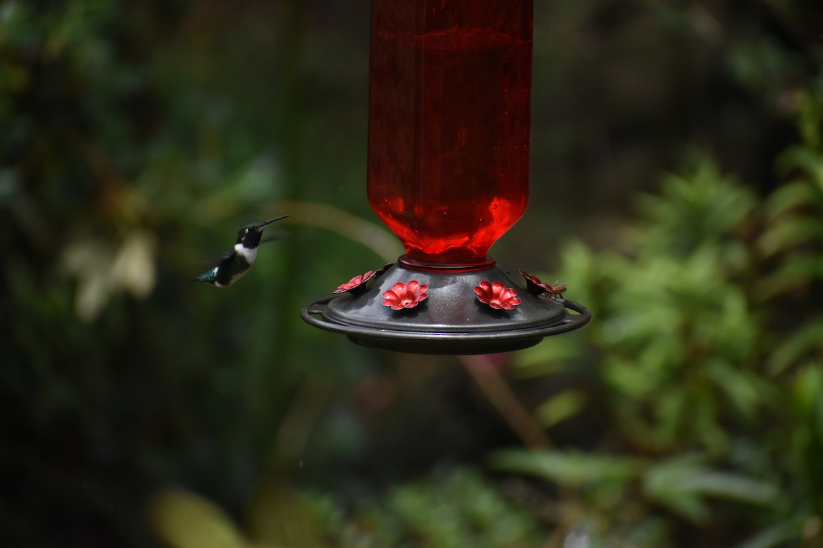 Ak Göbekli Ormanyıldızı - ML646621058