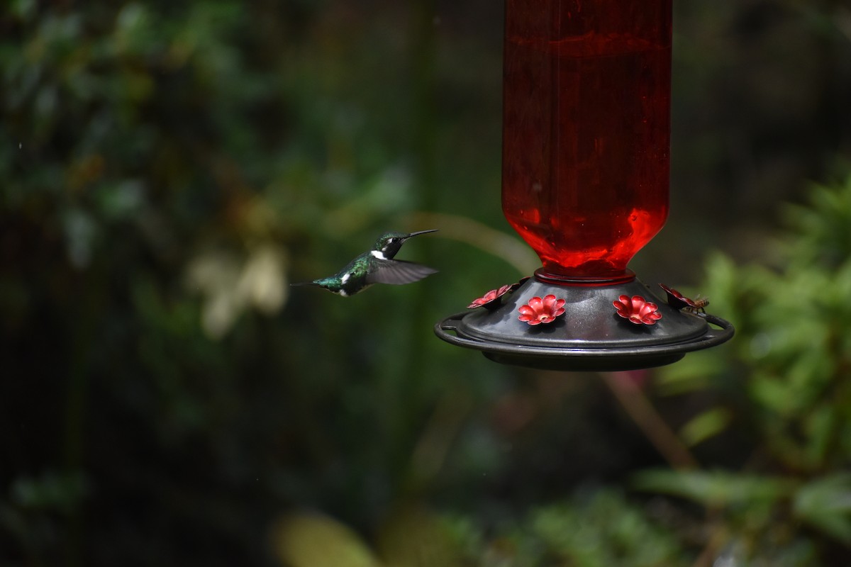 Ak Göbekli Ormanyıldızı - ML646621059