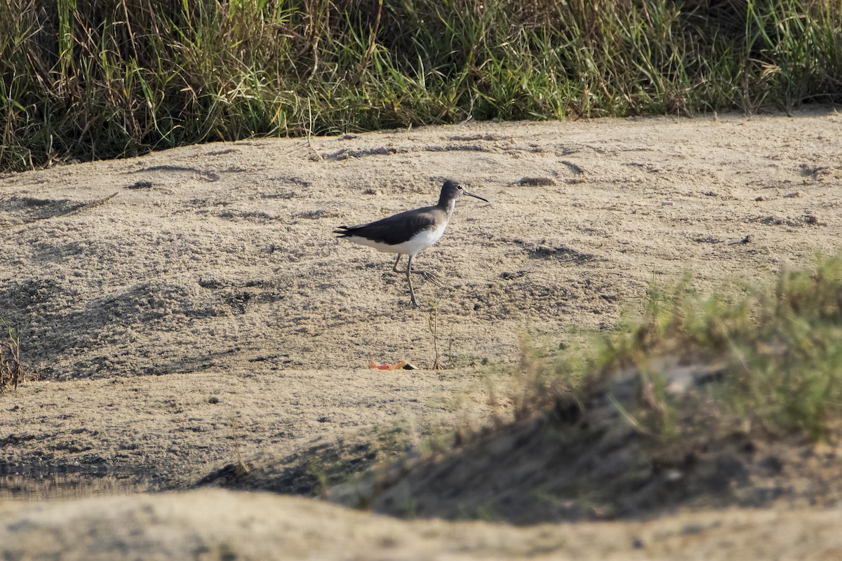 Green Sandpiper - ML646621060