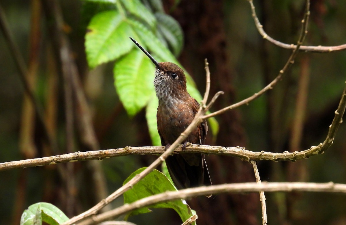 Bronzy Inca - ML646621061