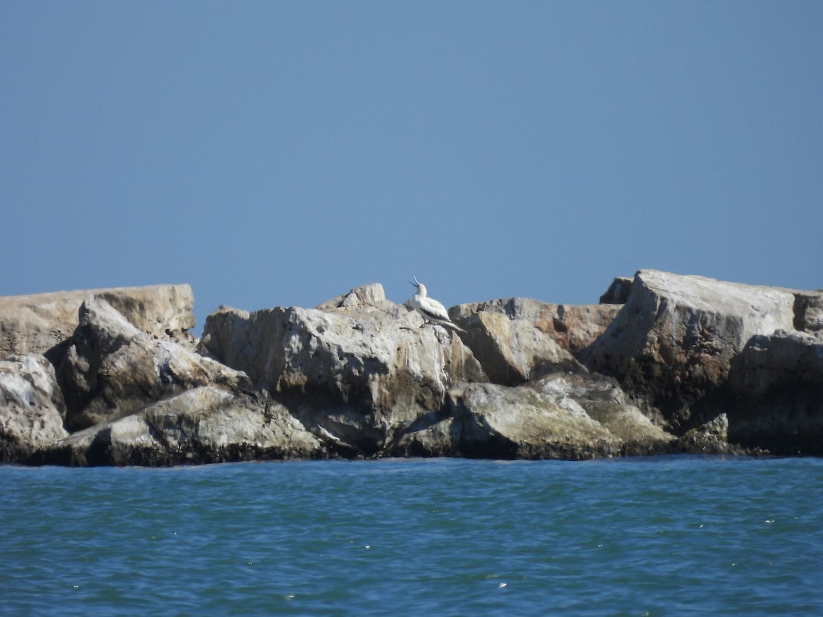 Red-footed Booby - ML646621063