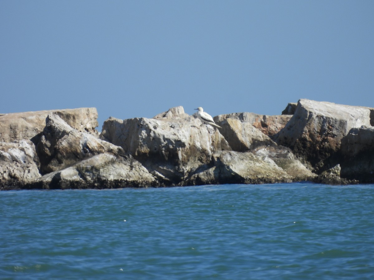 Red-footed Booby - ML646621064
