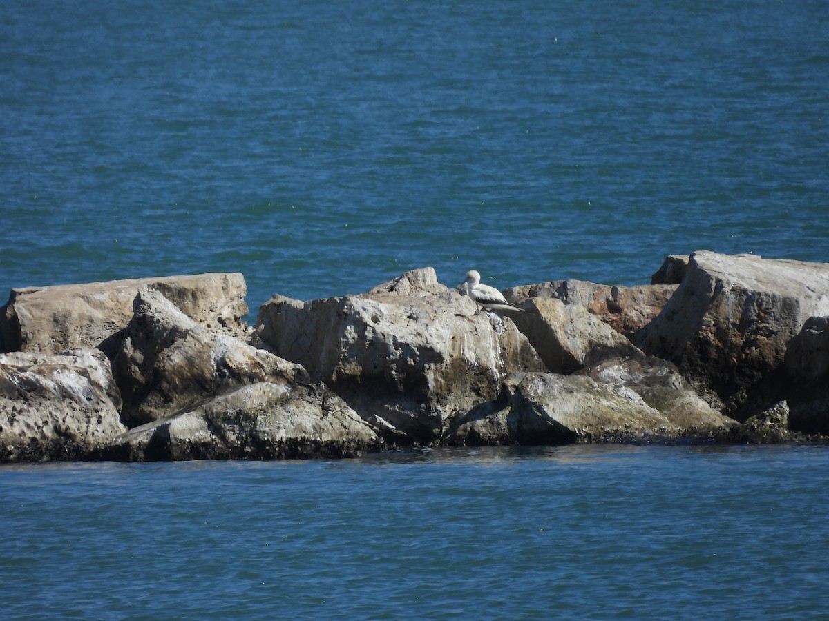 Red-footed Booby - ML646621065