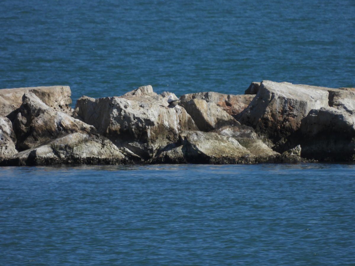 Red-footed Booby - ML646621066