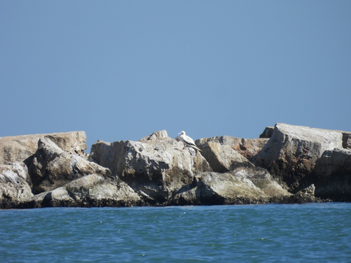 Red-footed Booby - ML646621067
