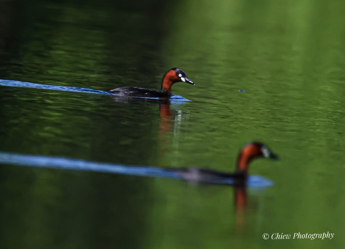 カイツブリ - ML646621069