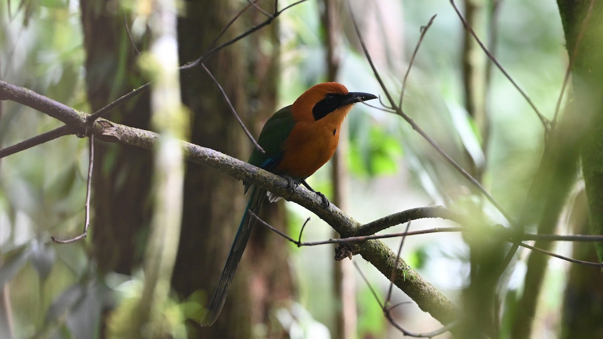 Rufous Motmot - ML646621070