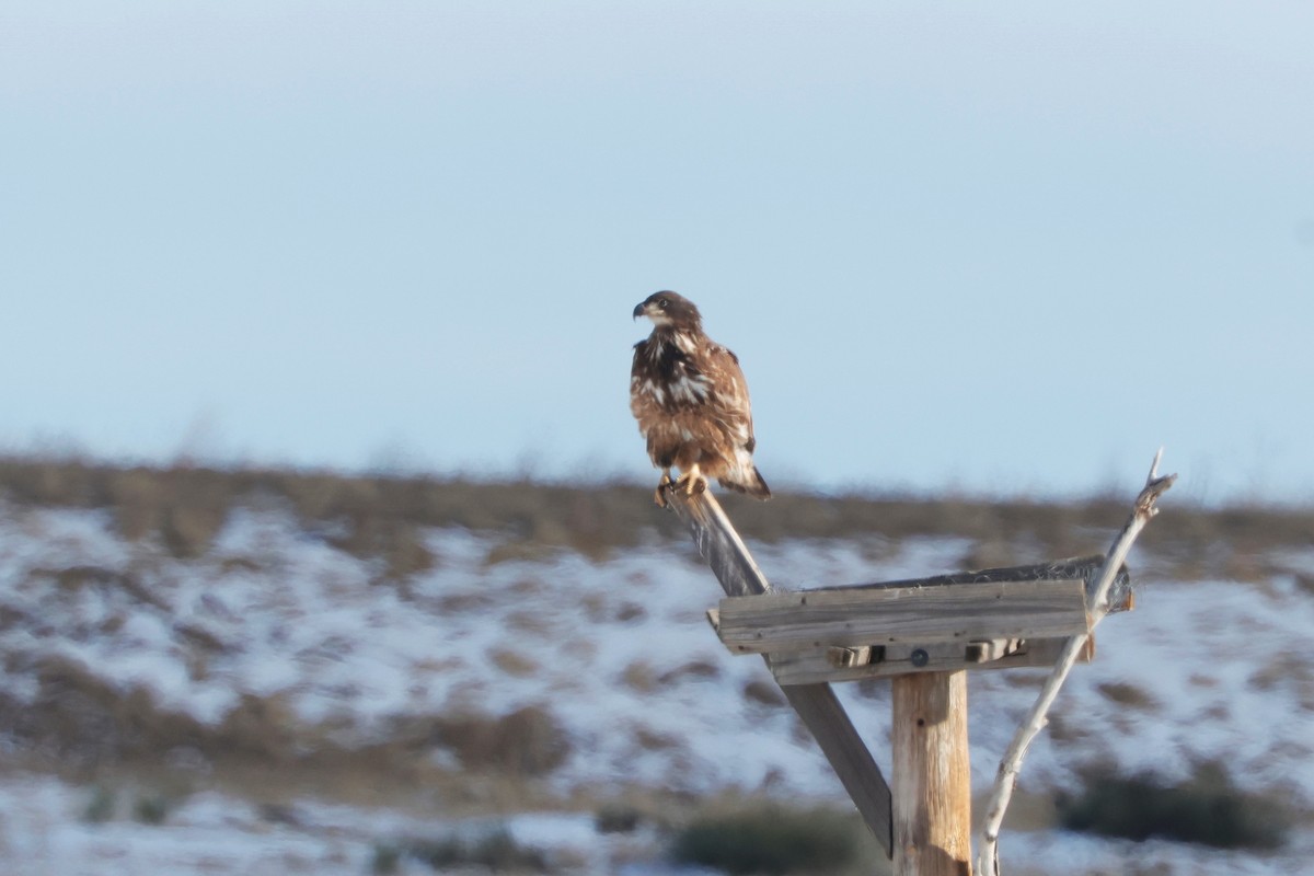 ハクトウワシ - ML646621072