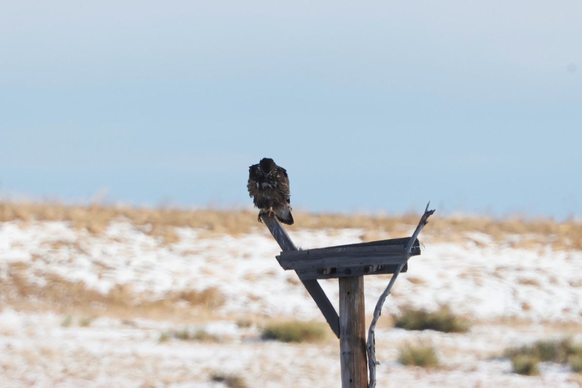 ハクトウワシ - ML646621073