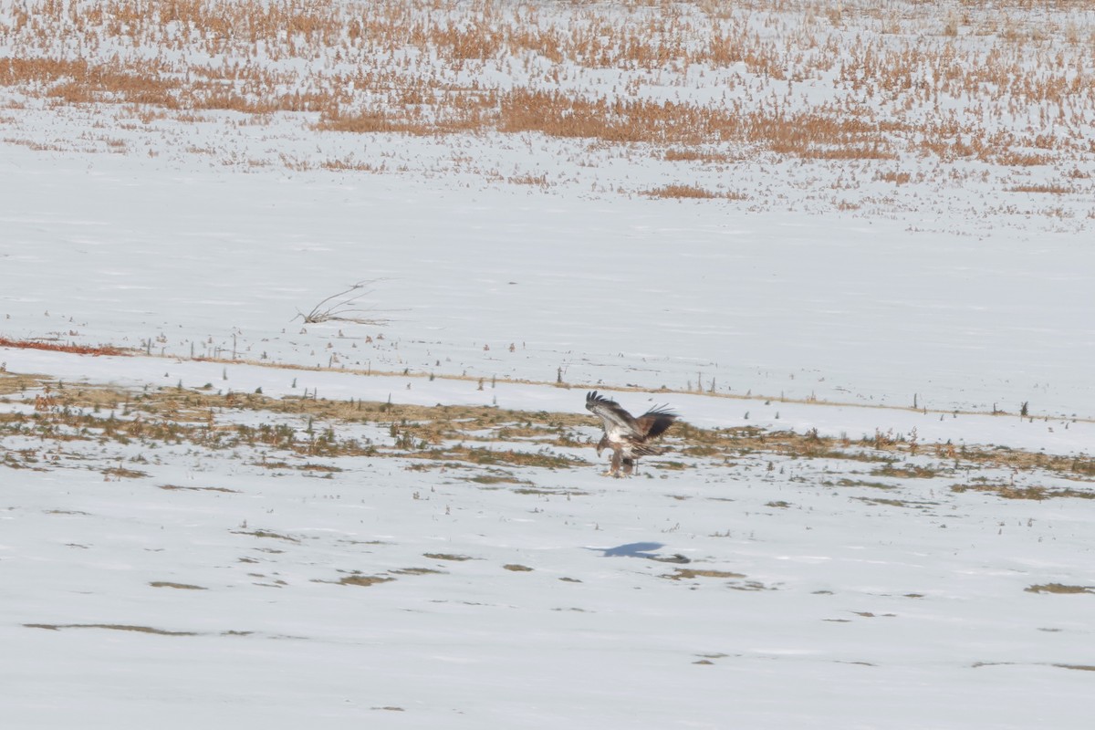 ハクトウワシ - ML646621074