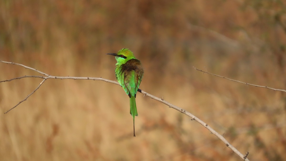 Asian Green Bee-eater - ML646621076