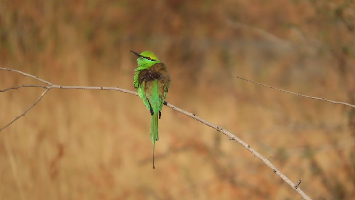 Asian Green Bee-eater - ML646621077