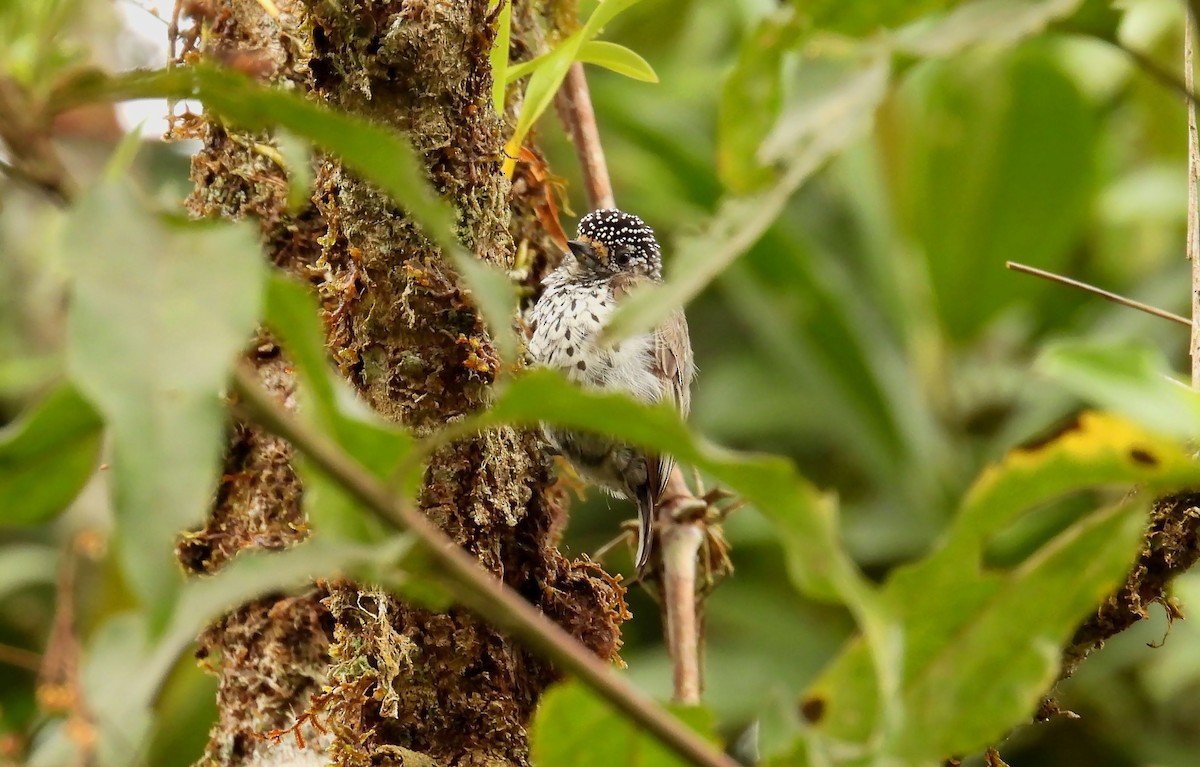 Ocellated Piculet - ML646621078