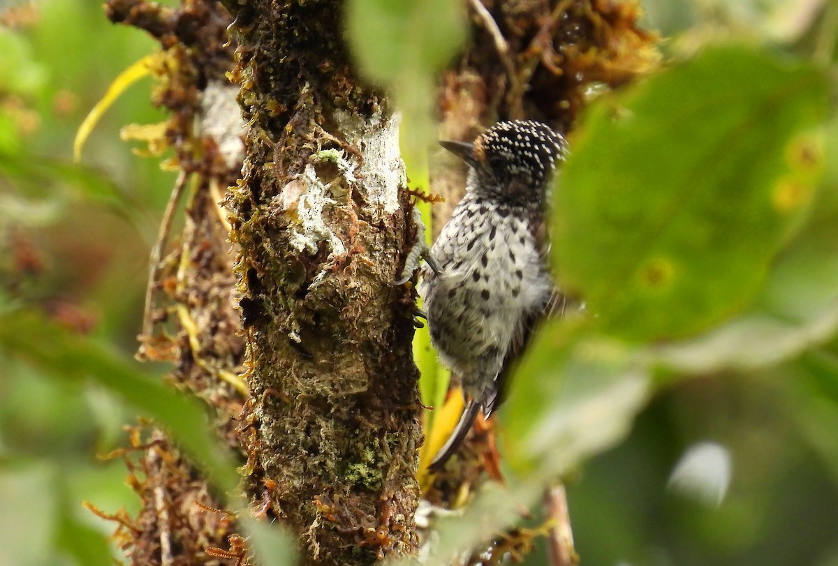 Ocellated Piculet - ML646621079