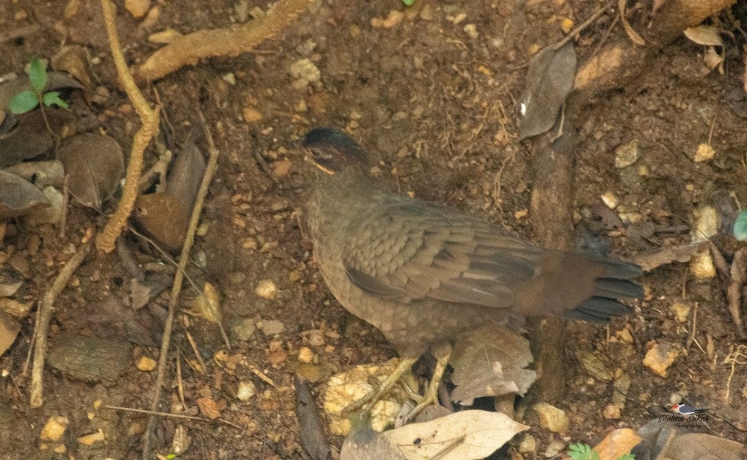 Painted Spurfowl - ML646621080