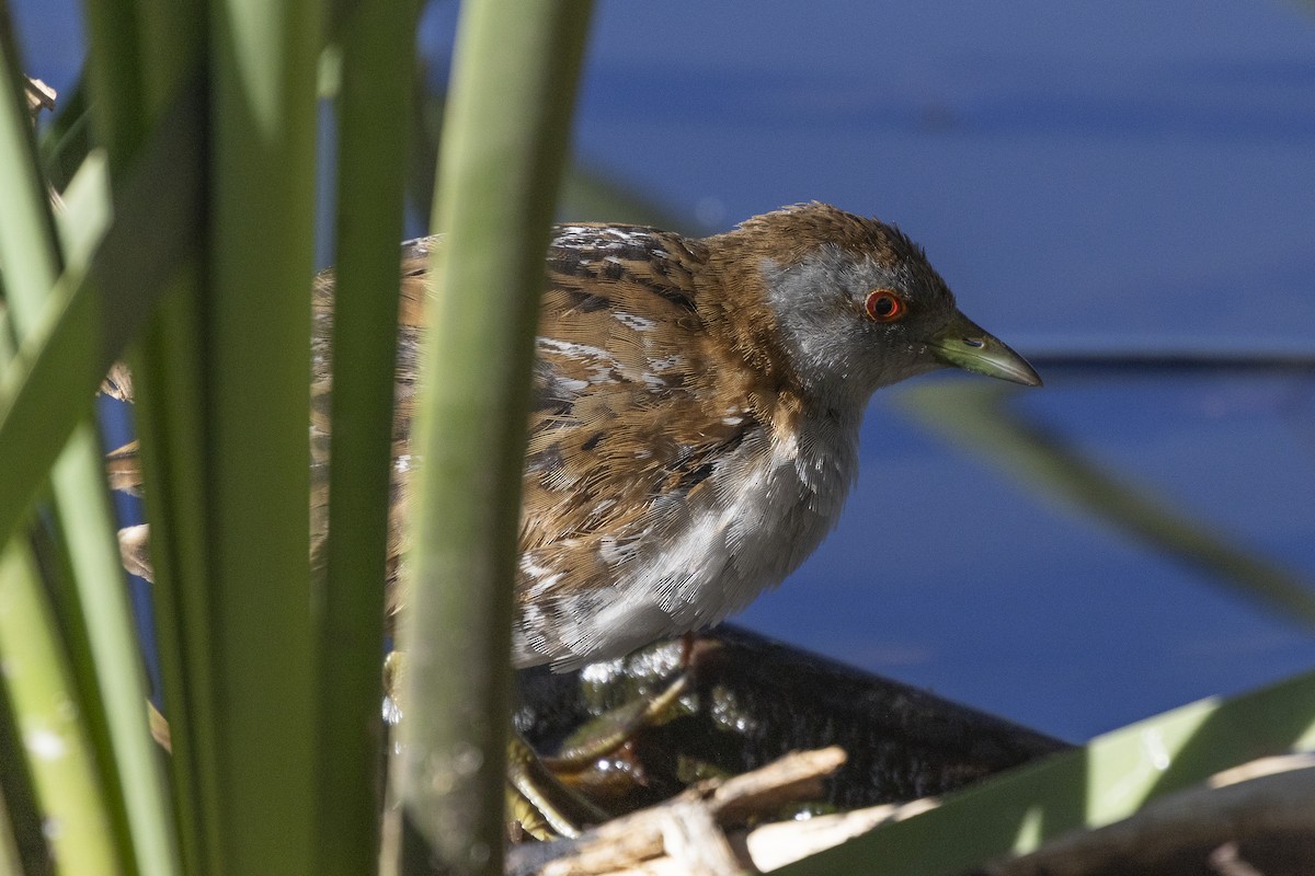Baillon's Crake - ML646621081
